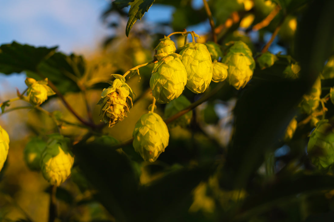 Amarillo® Hops: A Bright Star in Modern Craft Brewing