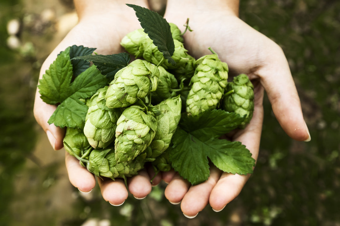 Understanding Citra Hops Alpha Acids